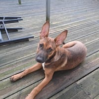 TANINA la malicieuse, chienne à adopter