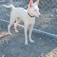 ANAT, chienne à adopter