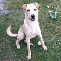 BUDY le magnifique, chien à adopter