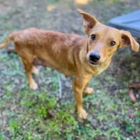 Zéri, femelle berger créole, née le 01/01/2024, chienne à adopter
