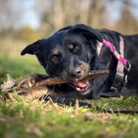 Roki, pies do adopcji