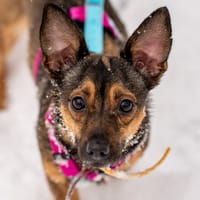 Moli, suczka do adopcji