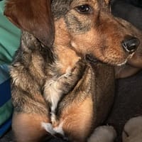 Lola auf PS in Bayern, Hündin zur Adoption