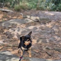 Bruno - kleiner Prinz sucht neue Couch, Hund zur Adoption