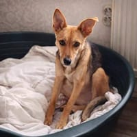 Nelly, sucht ihr Kuschelkörbchen 🍀, Hündin zur Adoption