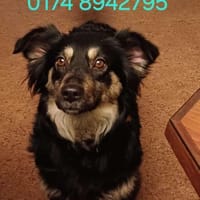 Betty hofft auf liebevolles Zuhause, Hündin zur Adoption