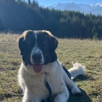 Linda, großartig und großherzig, Hündin zur Adoption