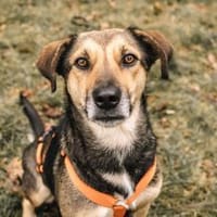 aufgeweckte Inoa, Hündin zur Adoption