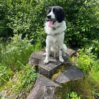 Da Vinci - der Imposante, Hund zur Adoption