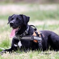 Buddy, su. hundeerfahrene Besitzer, Hund zur Adoption