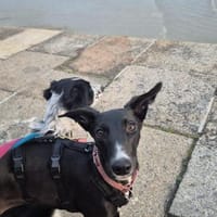 Yazmina, Hündin zur Adoption