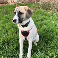 Jolie,  ausgeglichen und freundlich, Hündin zur Adoption