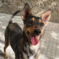 Daniela, verspielt und intelligent, Hündin zur Adoption