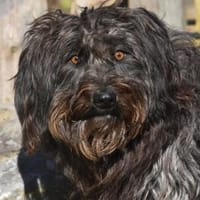 MIRNA, Hündin zur Adoption