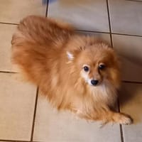 Kessy in 27478 Cuxhaven #, Hündin zur Adoption