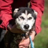 Nauru, Hund zur Adoption