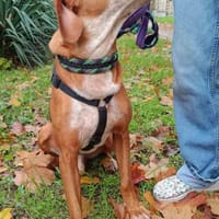 Rado der perfekte, unkomplizierte Rüde, Hund zur Adoption