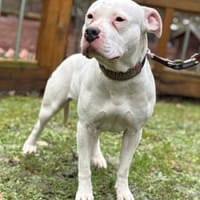 Lotta - eine treue Seele, Hündin zur Adoption