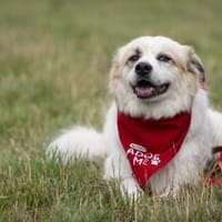 Lille - ein Sonnenschein, Hündin zur Adoption