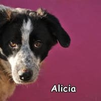 ALICIA, Hündin zur Adoption