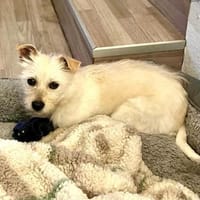 Aktives Zuhause mit viel kuscheln, Hündin zur Adoption