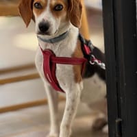 Zauberhafte Afon sucht Familienanschluss, Hündin zur Adoption