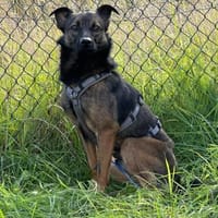 Ozzy kleiner Jungrüde, Hund zur Adoption