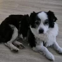 Mathi - wartet in 68753 Waghäusel, Hund zur Adoption