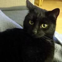 DIESEL möchte wieder durchstarten, Kater zur Adoption