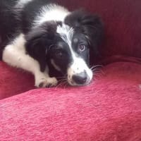 Patty - voller Hoffnung!, Hündin zur Adoption