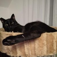 Süßer Einzelprinz sucht dich, Kater zur Adoption