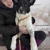 Ross, Hund zur Adoption