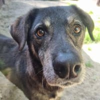 Buck, sanfter, ruhiger Rüde, Hund zur Adoption