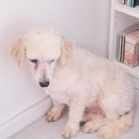 Szilva, liebes Pudelmädchen geb. 2023, Hündin zur Adoption