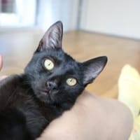 Nashi ist berei für ein neues Leben, Katze zur Adoption