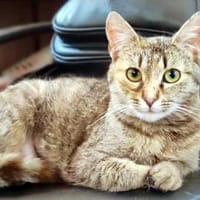 MINA - temperamentvolle Kuschelqueen, Katze zur Adoption