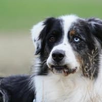 Balou su. erfahrene Besitzer, Hund zur Adoption