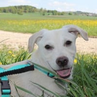 Steven auf Pflegestelle in Bayern, Hund zur Adoption