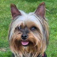 NOLLY - anhänglich&sehr verschmust, Hündin zur Adoption