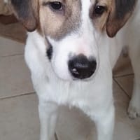 Enna, selbstbewusst und lebhaft, Hündin zur Adoption