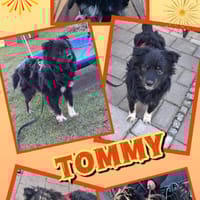 lieber Tommy auf PS in 90562, Hund zur Adoption