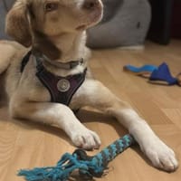 Skye, Hündin zur Adoption