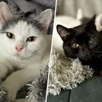 Bella & Pablo..., Kater zur Adoption