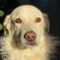 Tancau - wartet in 47661 Issum, Hund zur Adoption