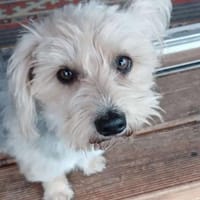 Max in 16230 Britz, Hund zur Adoption