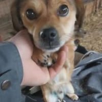 Piti 34 cm (Pflegestelle), Hund zur Adoption