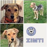 ZIMTI -rundum tolles Hundekind-, Hündin zur Adoption