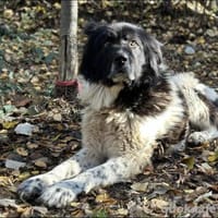 Petko 12/20 möchte gerettet werden., Hund zur Adoption