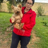 Cooper  ein Yorkie mit Seele, Hund zur Adoption