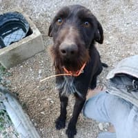 Smiley ein fröhlicher Hund, Hund zur Adoption